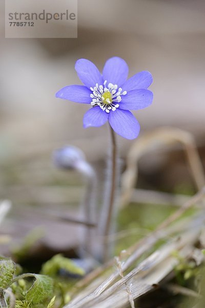 Leberblümchen  Anemone hepatica  Oberpfalz  Bayern  Deutschland  Europa