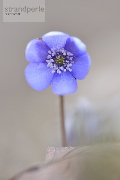 Leberblümchen  Anemone hepatica  Oberpfalz  Bayern  Deutschland  Europa