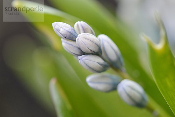 Kegelblume  Puschkinia scilloides  im Garten  Bayern  Deutschland  Europa