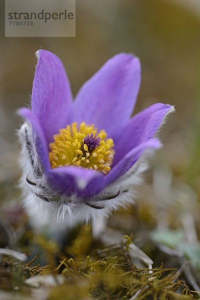 Küchenschelle  Pulsatilla vulgaris  Bayern  Deutschland  Europa