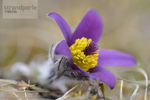 Küchenschelle  Pulsatilla vulgaris  Bayern  Deutschland  Europa