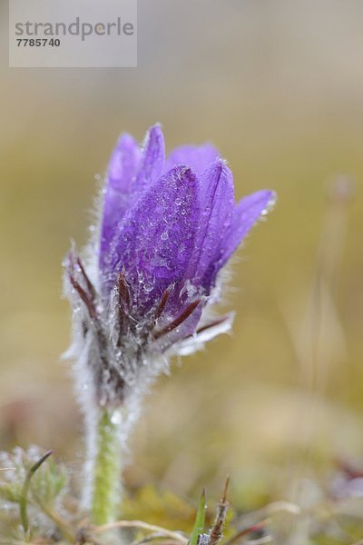 Küchenschelle  Pulsatilla vulgaris  Bayern  Deutschland  Europa