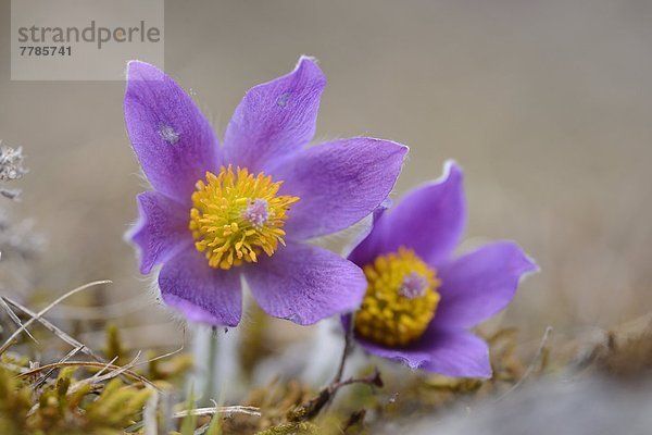 Küchenschelle  Pulsatilla vulgaris  Bayern  Deutschland  Europa