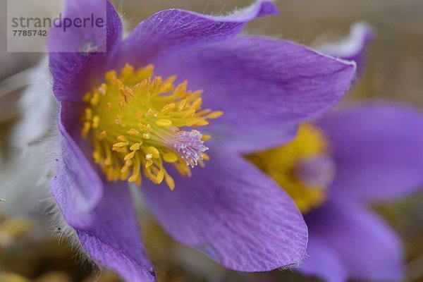 Küchenschelle  Pulsatilla vulgaris  Bayern  Deutschland  Europa