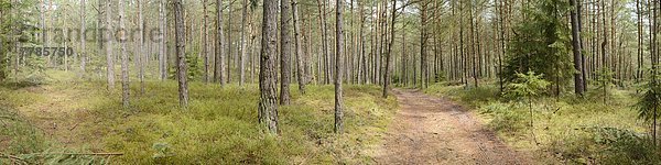 Kiefern  Pinus sylvestris  Oberpfalz  Bayern  Deutschland  Europa