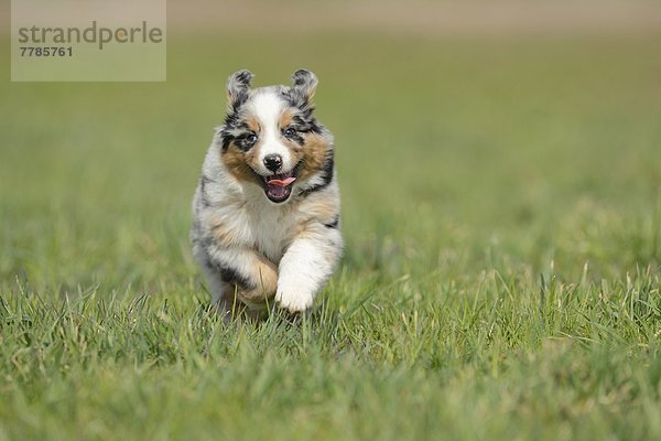 Australian shepherd Welpe rennt über eine Wiese  Bayern  Deutschland  Europa