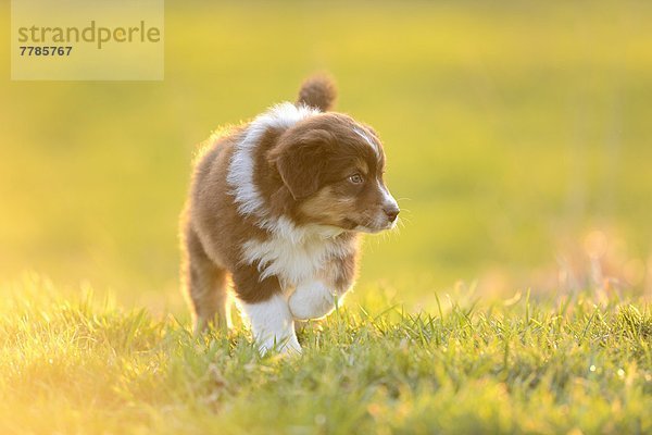 Australian sheperd Welpe rennt über eine Wiese  Bayern  Deutschland  Europa