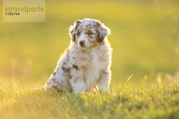 Australian sheperd Welpe sitzt auf einer Wiese  Bayern  Deutschland  Europa