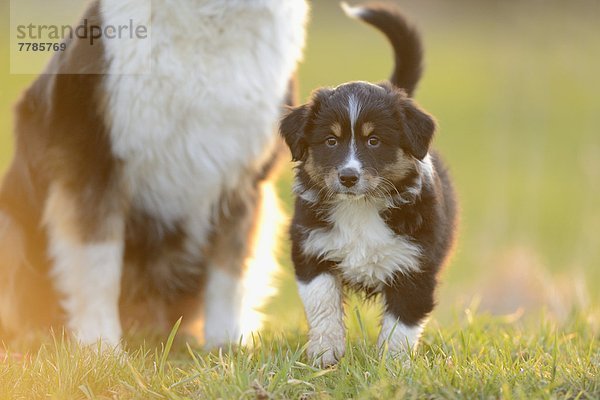 Australian sheperd und Welpe auf einer Wiese  Bayern  Deutschland  Europa