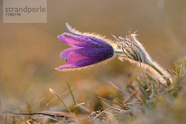 Küchenschelle  Pulsatilla vulgaris  Bayern  Deutschland  Europa