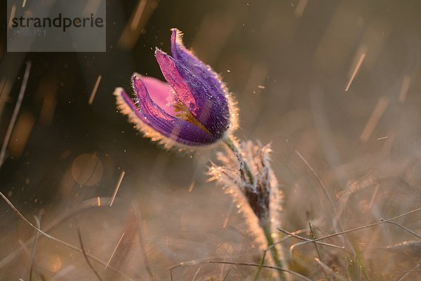 Küchenschelle  Pulsatilla vulgaris  Bayern  Deutschland  Europa