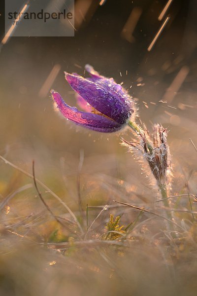 Küchenschelle  Pulsatilla vulgaris  Bayern  Deutschland  Europa