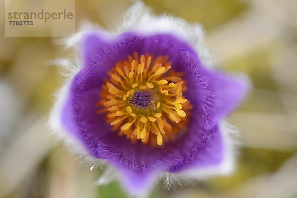 Küchenschelle  Pulsatilla vulgaris  Bayern  Deutschland  Europa