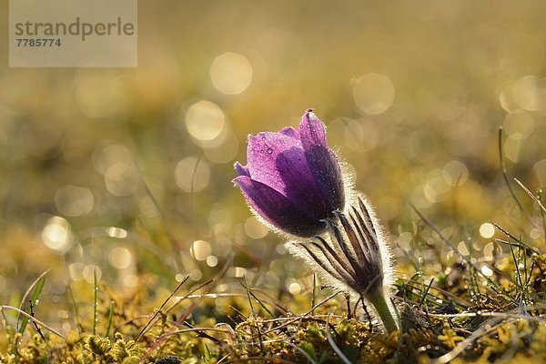 Küchenschelle  Pulsatilla vulgaris  Bayern  Deutschland  Europa