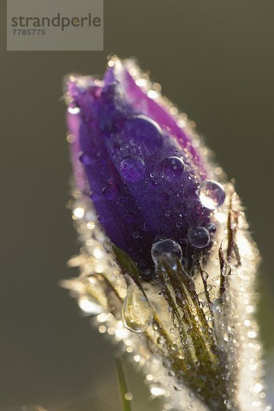 Küchenschelle  Pulsatilla vulgaris  Bayern  Deutschland  Europa