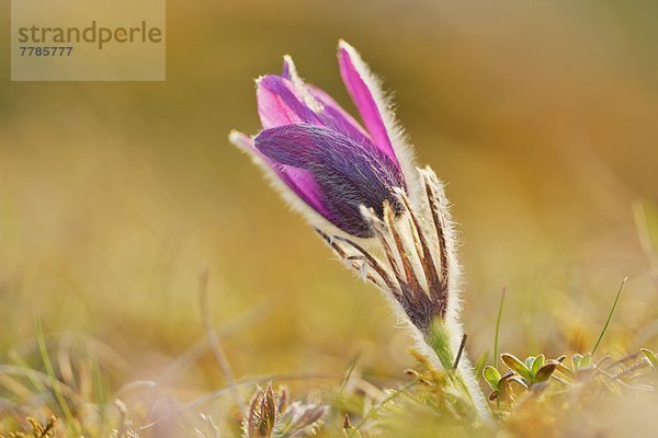 Küchenschelle  Pulsatilla vulgaris  Bayern  Deutschland  Europa