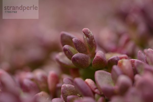 Lesotho-Stauden-Mittagsblume  Delosperma nubigenum  Oberpfalz  Bayern  Deutschland  Europa