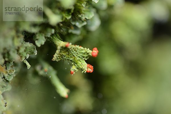 Cladonia  Cladonia spec.  Oberpfalz  Bayern  Deutschland  Europa