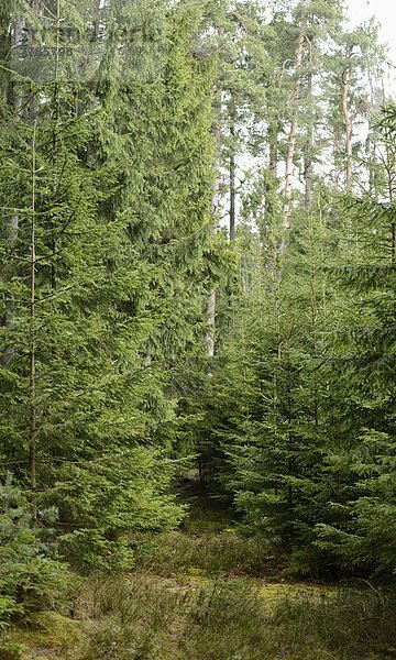 Fichten  Picea abies  Oberpfalz  Bayern  Deutschland  Europa