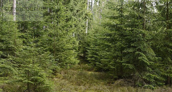 Fichten  Picea abies  Oberpfalz  Bayern  Deutschland  Europa