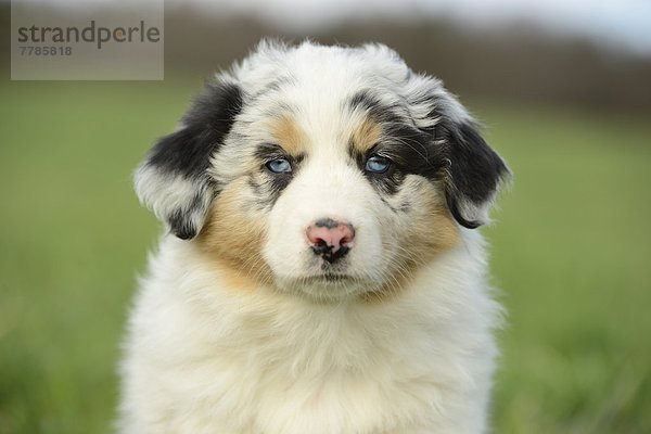 Portrait eines Australian sheperd Welpe  Bayern  Deutschland  Europa