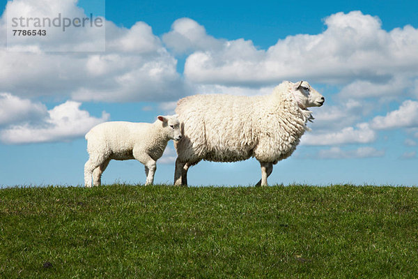Zwei Schafe im Feld