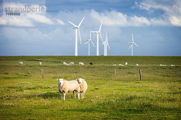 Schaf im Feld mit Windpark  Schleswig-Holstein  Deutschland