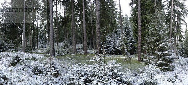 Wald im Winter  Oberpfalz  Bayern  Deutschland  Europa