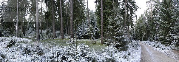 Wald im Winter  Oberpfalz  Bayern  Deutschland  Europa