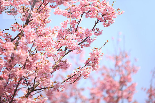 Baum  Kirsche  Blüte