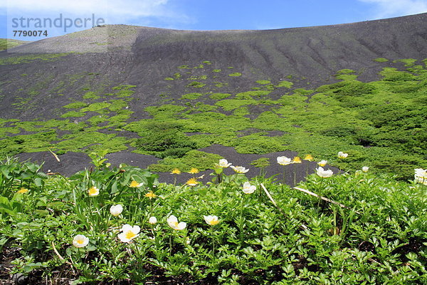 Alpine flowers