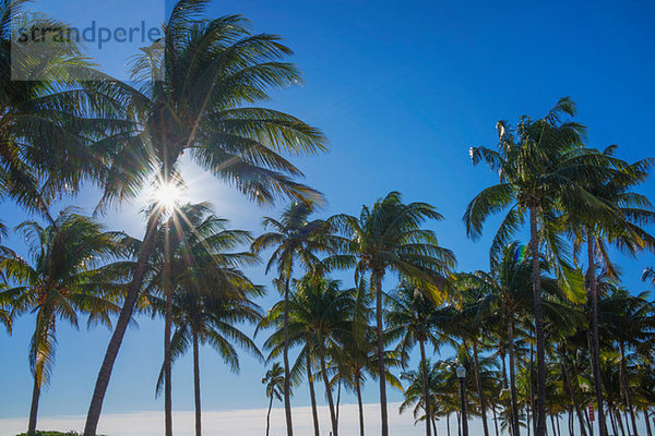 Palmen im Sonnenlicht gegen den blauen Himmel