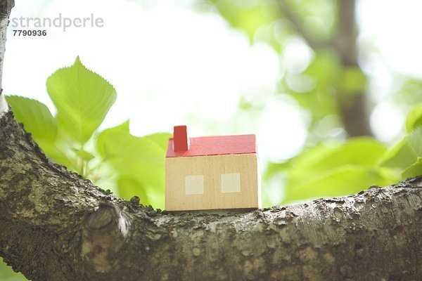 Baum klein Blockhaus Holzhaus