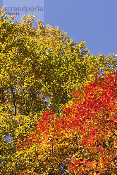 Autumnal foliage