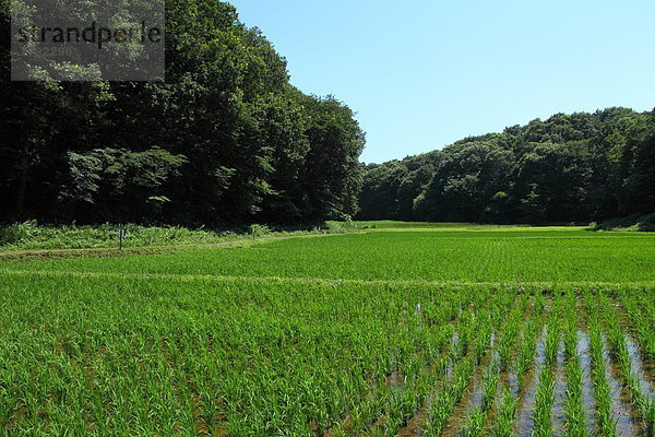 Musashino