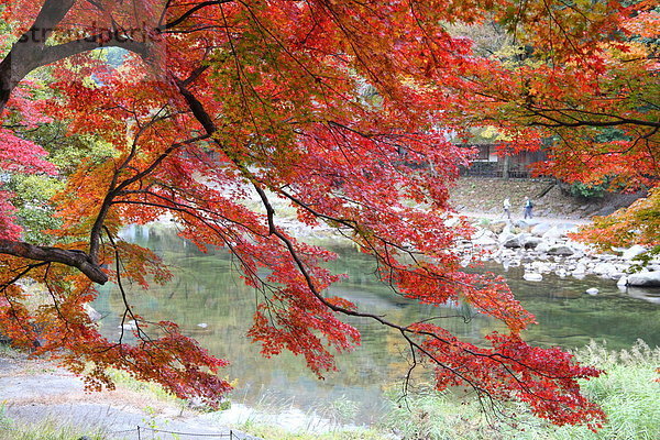 Baum  über  Herbst  Klamm