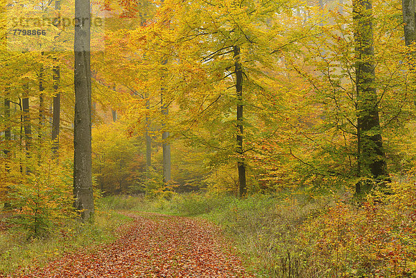 Weg  Wald  Herbst  Buche  Buchen  Bayern  Deutschland