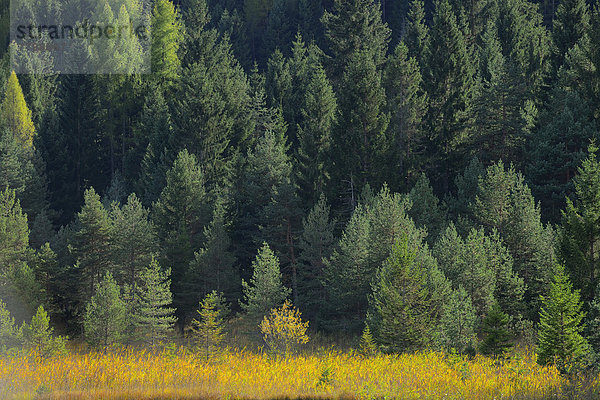 Baum  Wald  Kiefer  Pinus sylvestris  Kiefern  Föhren  Pinie  Fichte  Bayern  Deutschland  Oberbayern  Werdenfelser Land