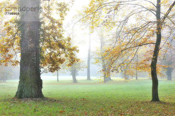 Morgen  Baum  Wald  Nebel  Herbst  Eiche  Baumstamm  Stamm  Bayern  Laub  Deutschland