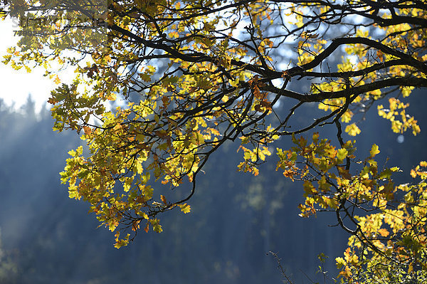 hoch  oben  nahe  Ast  Herbst  Eiche  Bayern  englisch  Laub  Deutschland  Oberpfalz