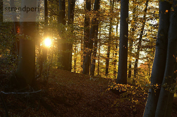 europäisch  Wald  Herbst  Buche  Buchen  Bayern  Deutschland  Sonne  Oberpfalz