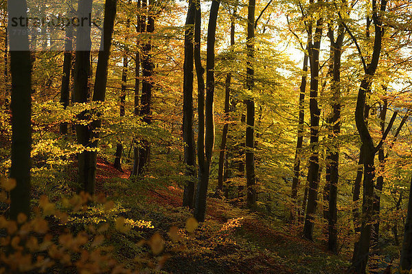 europäisch  Wald  Herbst  Buche  Buchen  Bayern  Laub  Deutschland  Oberpfalz