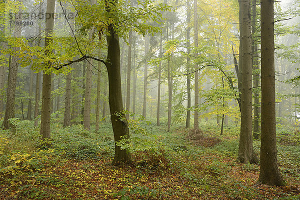 europäisch  Wald  Herbst  Buche  Buchen  Bayern  Deutschland  Oberpfalz
