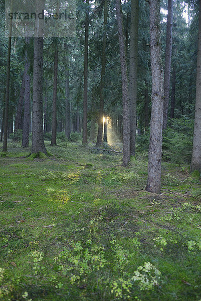 Fichte  Tanne  Wald  Norwegen  Sonnenlicht  Bayern  Deutschland  Sonne  Oberpfalz