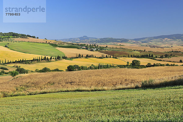 Ländliches Motiv  ländliche Motive  Sommer  Hügel  Agrarland  Italien  Pienza  Toskana  Val d'Orcia