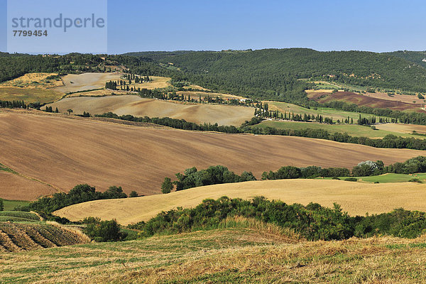 Ländliches Motiv  ländliche Motive  Sommer  Hügel  Agrarland  Italien  Pienza  Toskana  Val d'Orcia