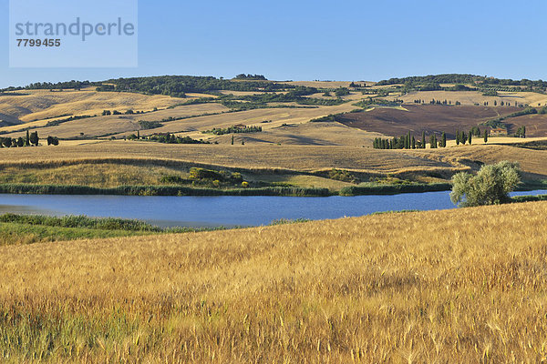 Ländliches Motiv  ländliche Motive  Sommer  Feld  Weizen  Italien  Pienza  Toskana  Val d'Orcia