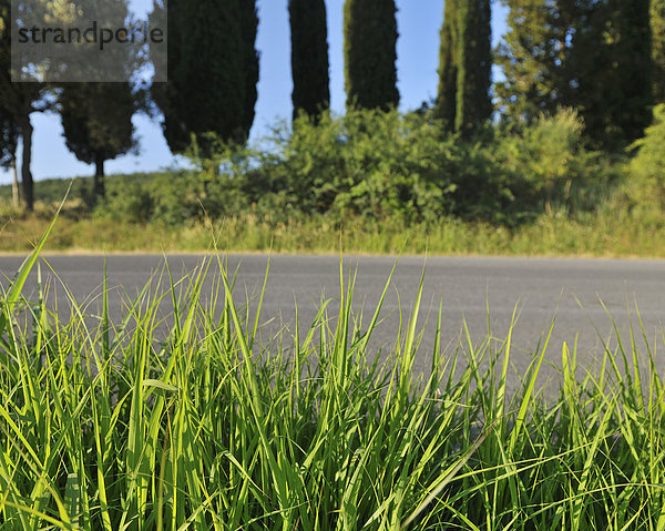 Sommer  Gras  Italien  Straßenrand  Toskana