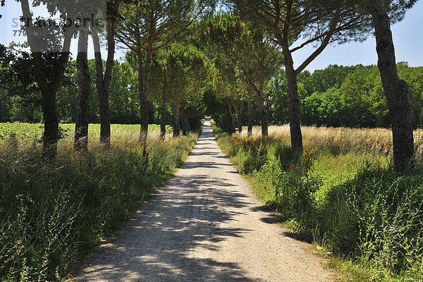 Ländliches Motiv  ländliche Motive  Sommer  Baum  Fernverkehrsstraße  Italien  Toskana