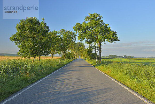 Sommer  Deutschland  Schleswig-Holstein